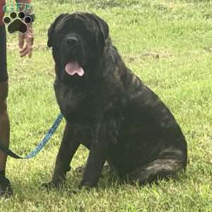 Honey, English Mastiff Puppy